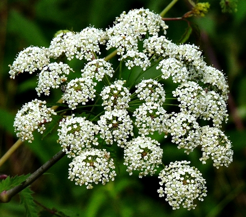{Cicuta maculata}